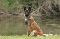 WI K9 SOS Image of Maxine